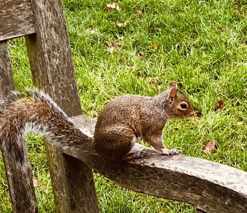 Squirrels in Hyde Park
